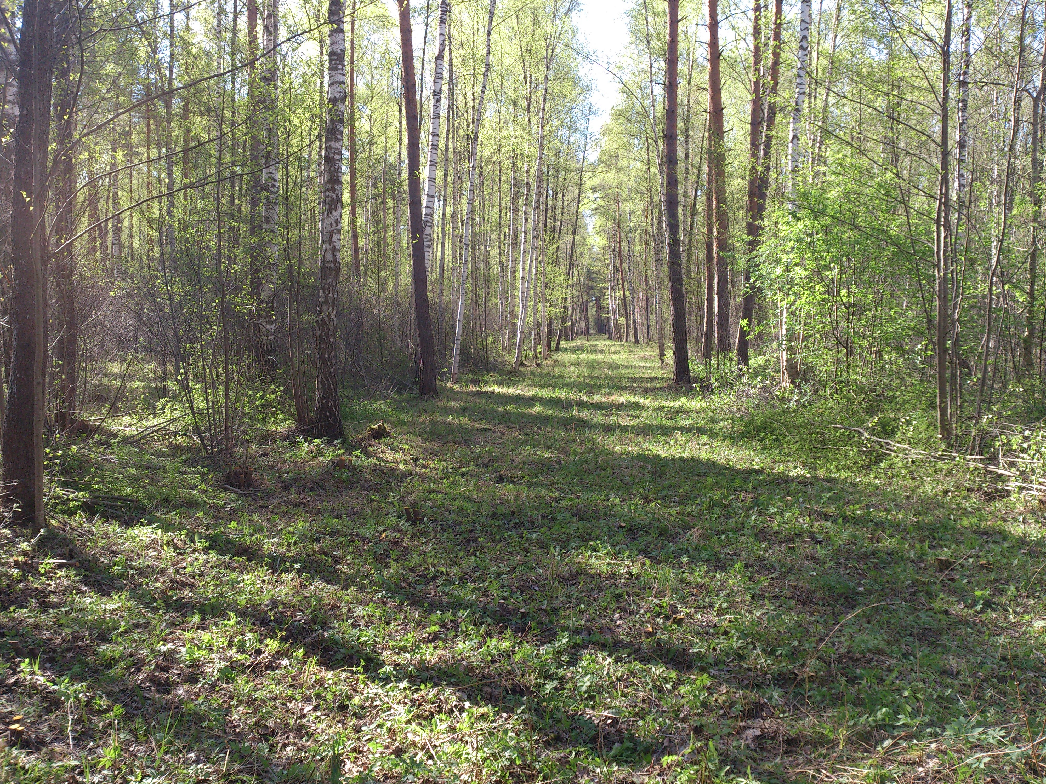 Jelgavas pilsētas meži