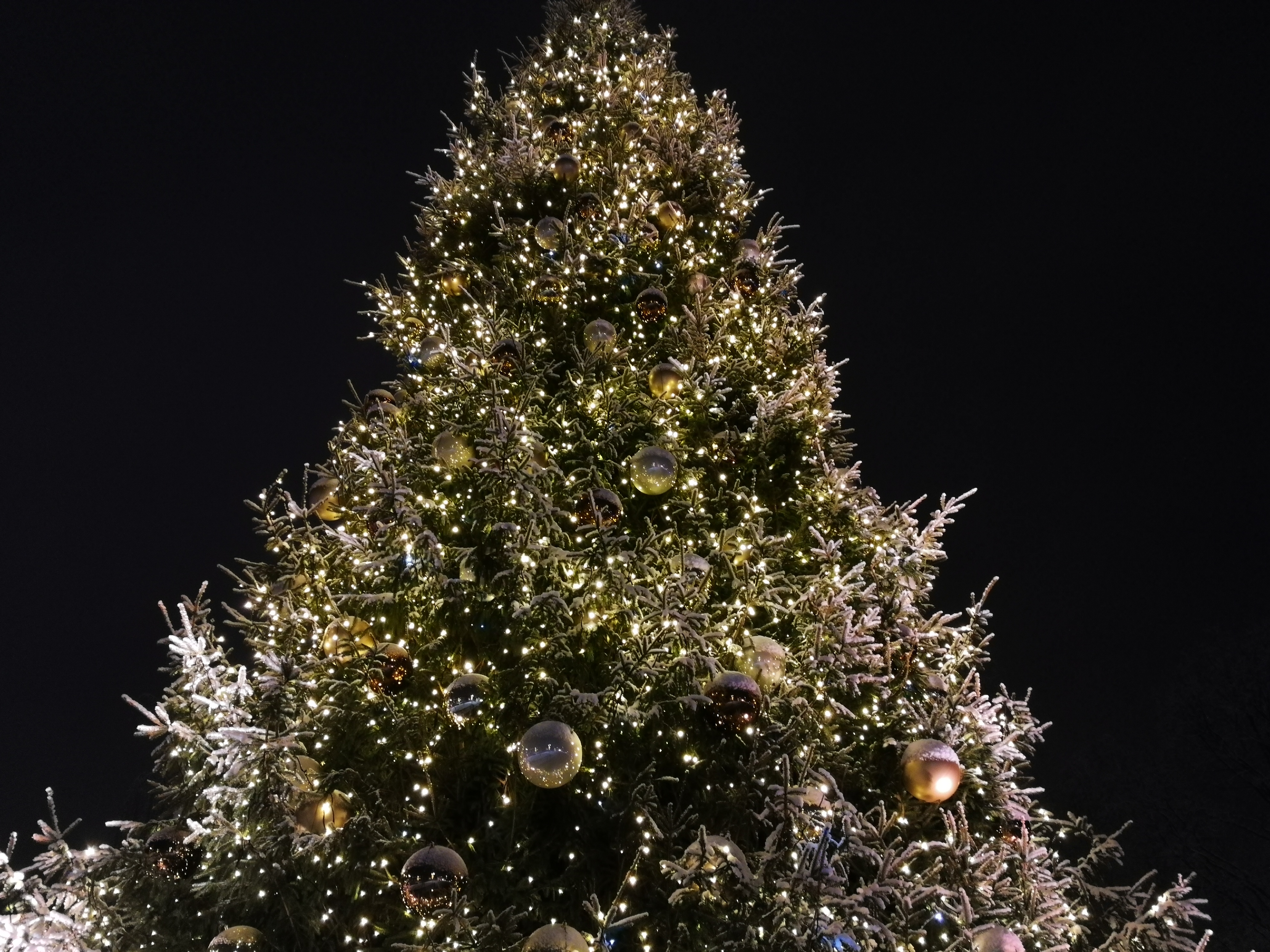 Ziemassvētku rotājumi Jelgavas pilsētas egle