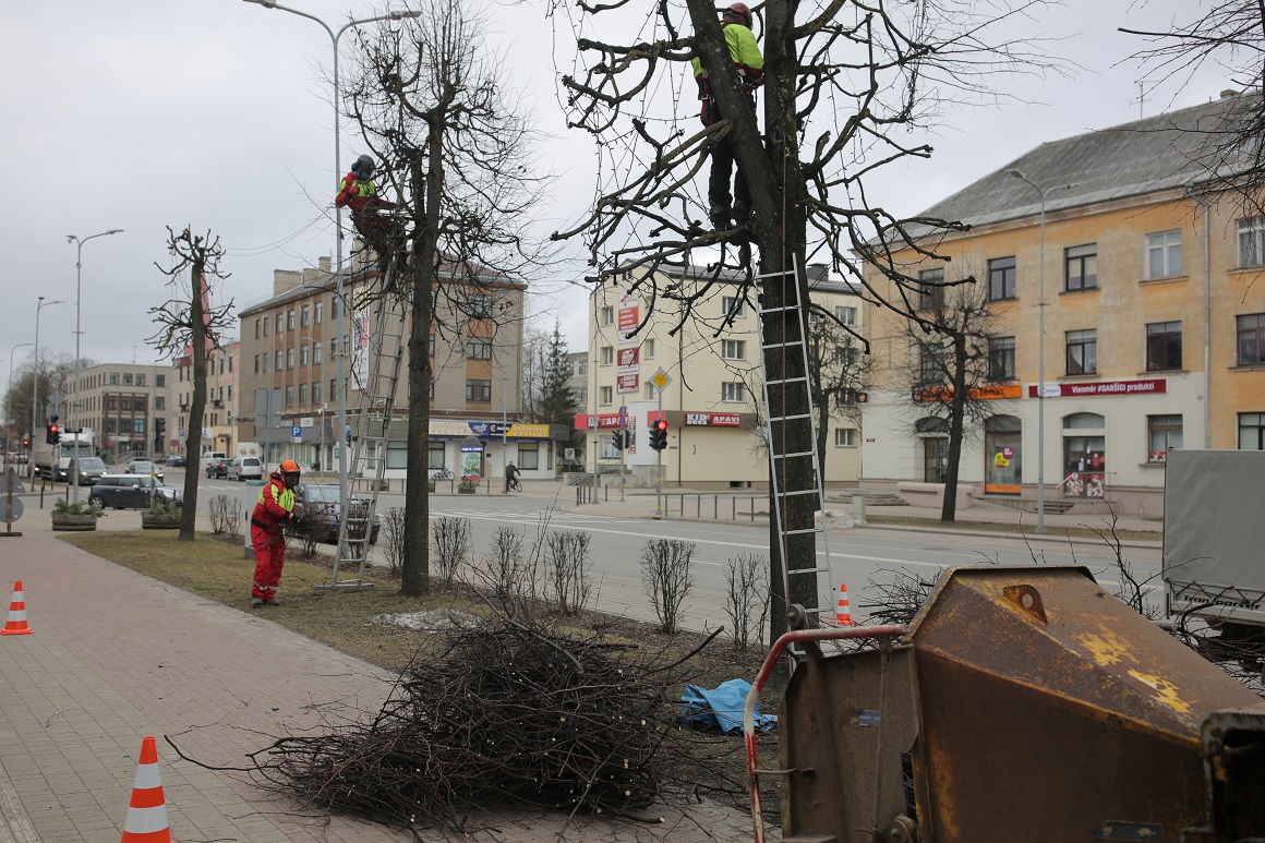 Koku vainagu veidošana Lielajā ielā; Foto: Jelgavas pilsēta