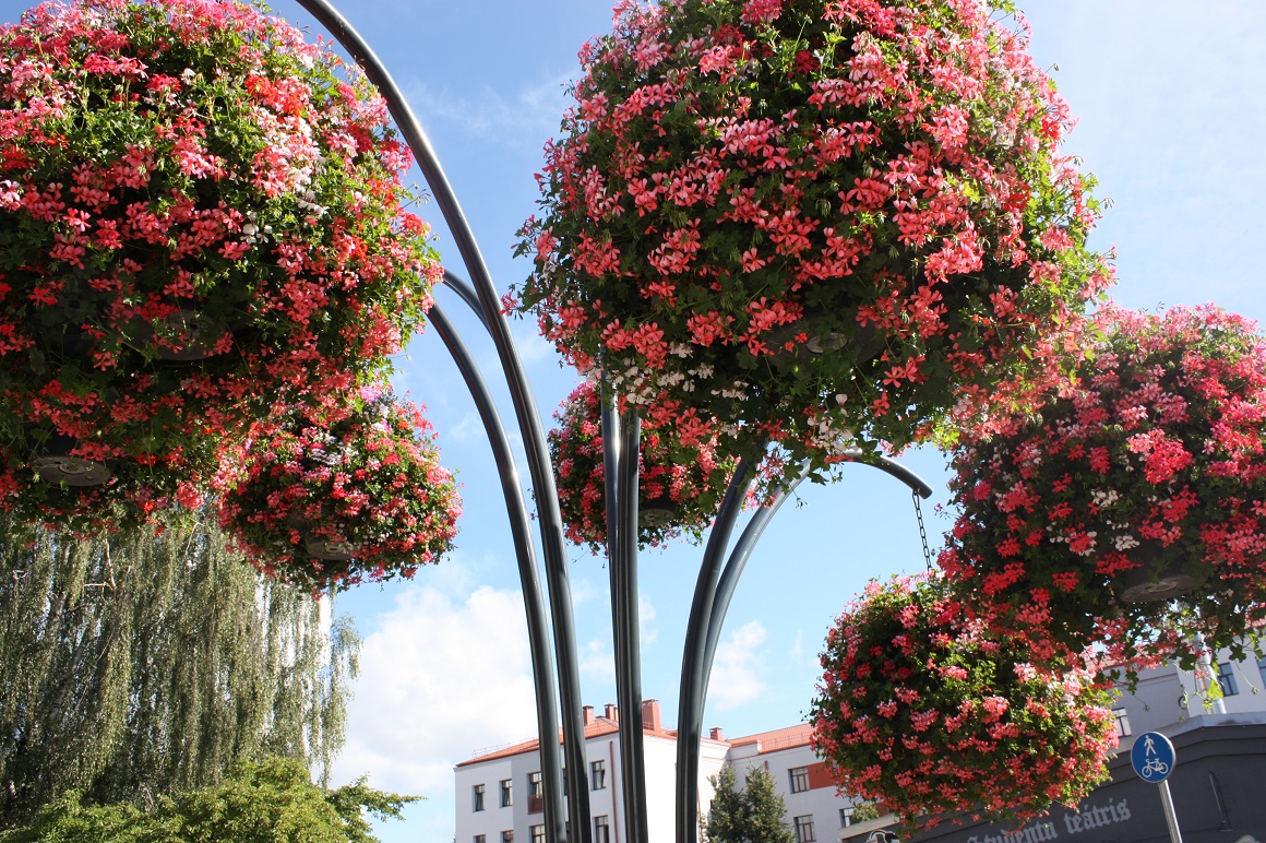 “Puķu koks” pie Jelgavas studentu teātra netālu no uzejas uz Mītavas gājēju tiltu.