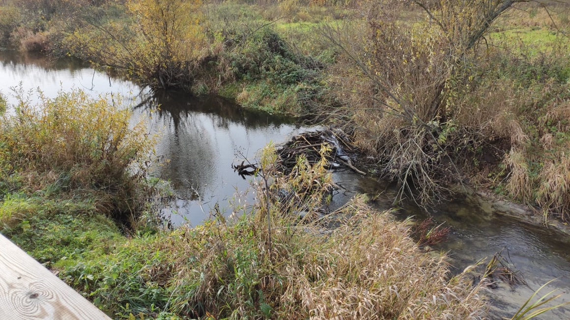Bebru aizsprosti Svētes palienas pļavās