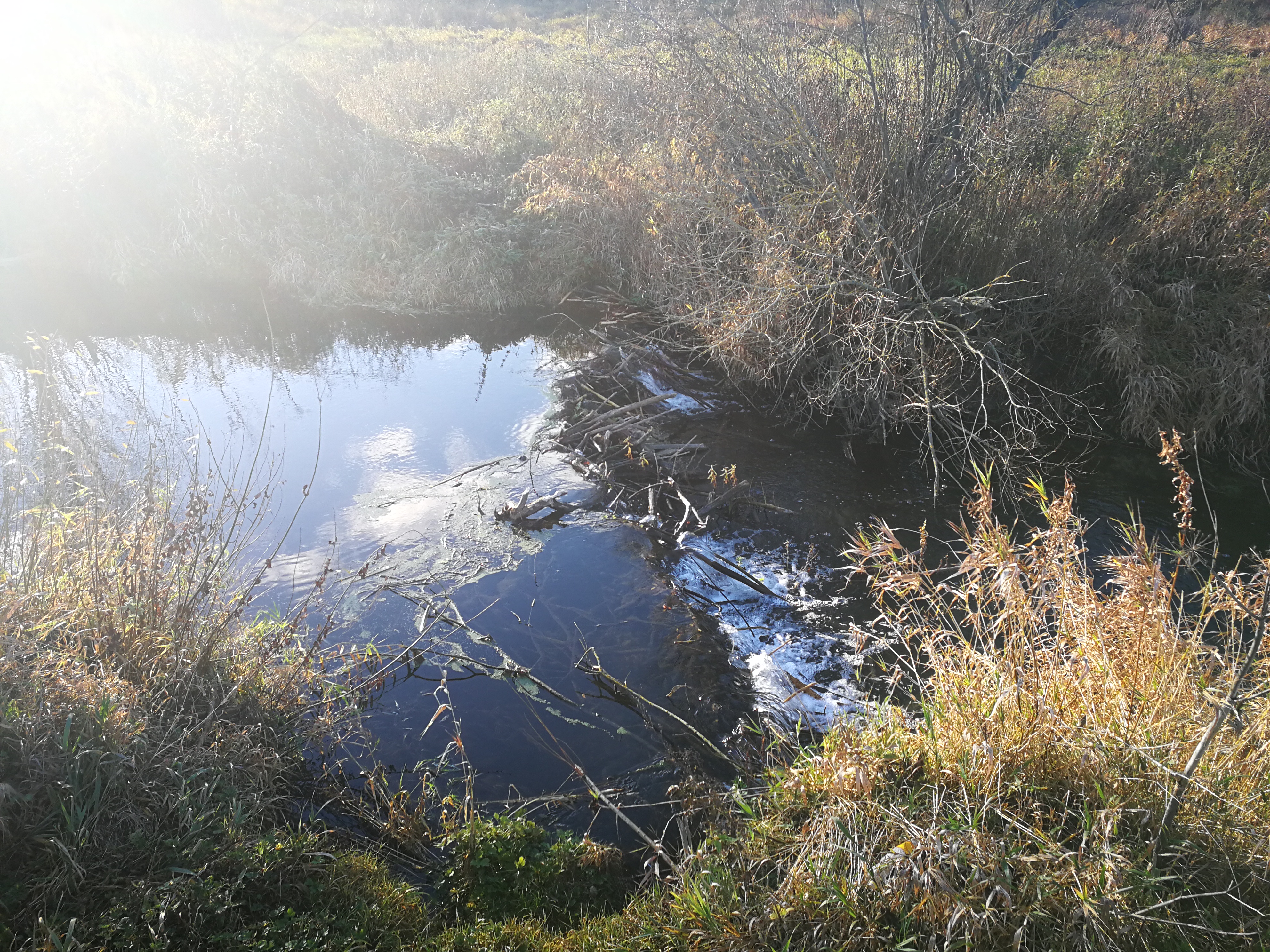 Bebru aizsprosti Svētes palienas pļavās
