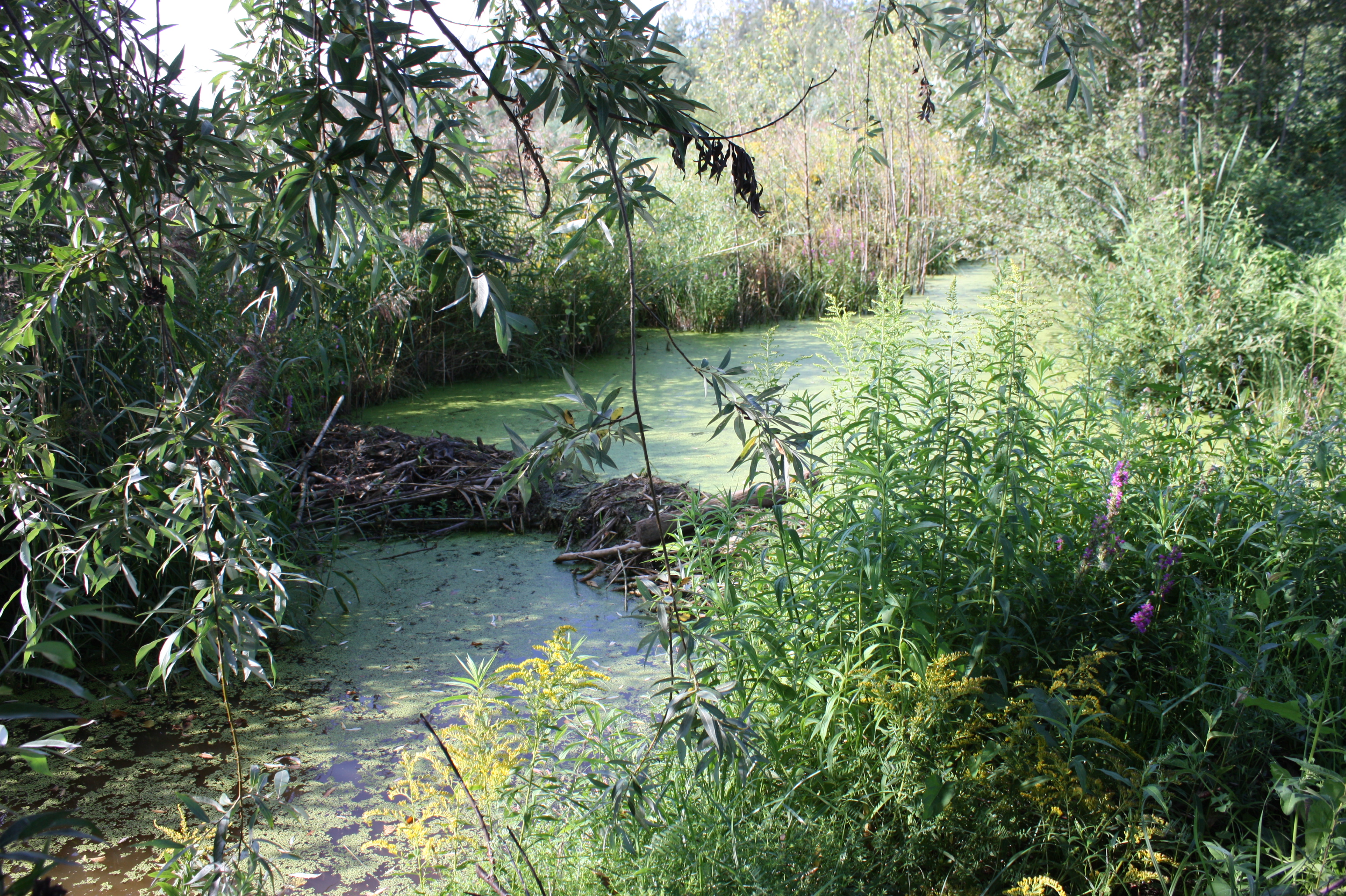 Bebru aizsprosti pašvaldības grāvjos Jelgavas pilsētas teritorijā
