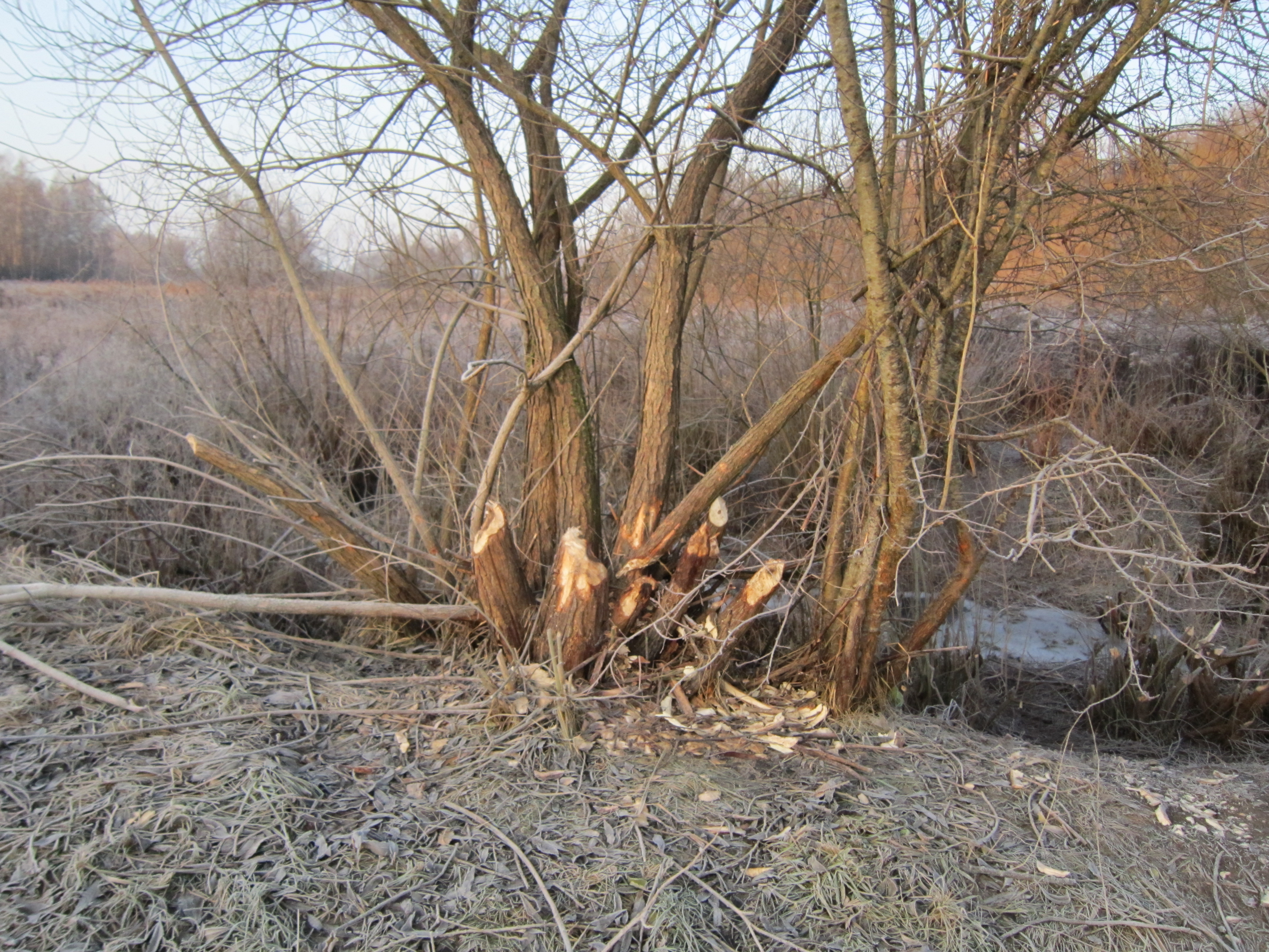 Bebru aizsprosti pašvaldības grāvjos Jelgavas pilsētas teritorijā
