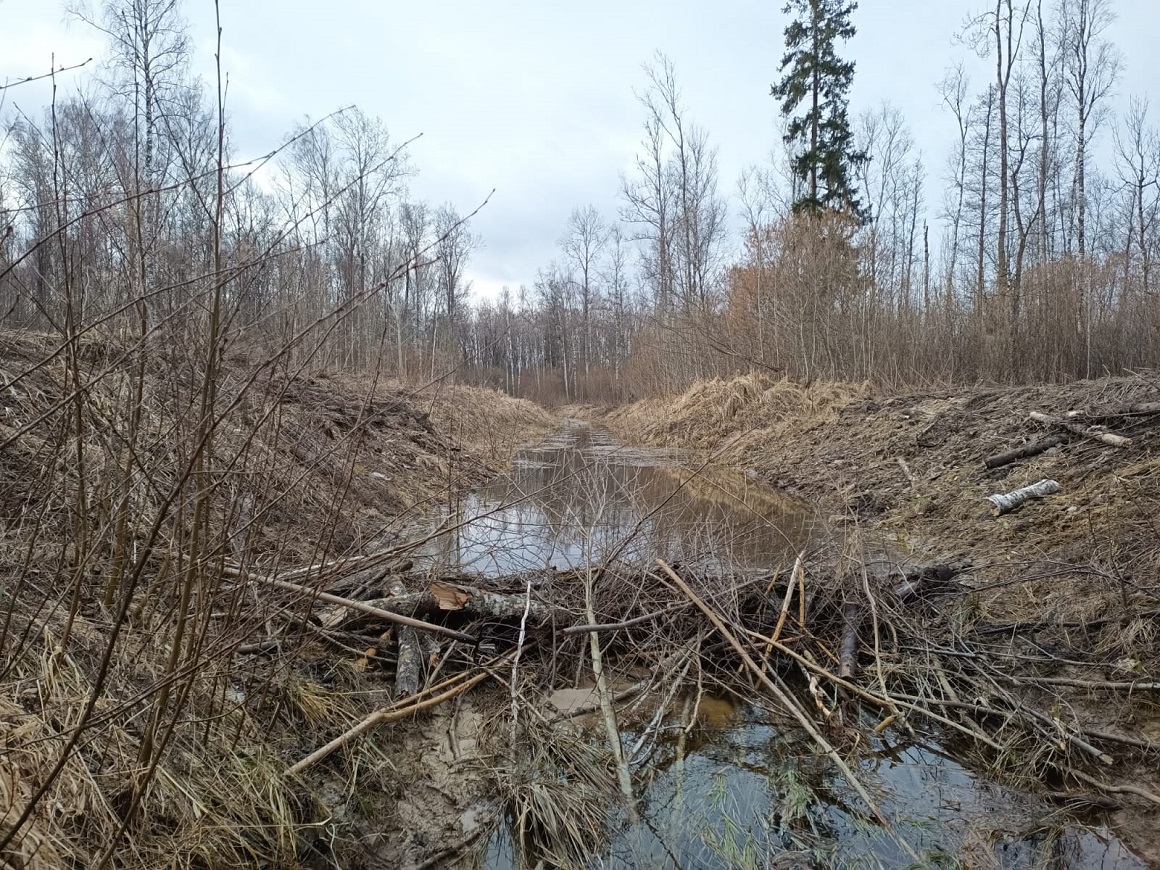 Bebru aizsprosti pašvaldības mežos