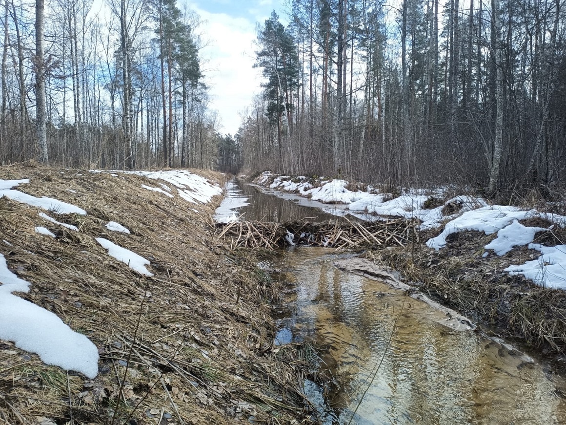 Bebru aizsprosti pašvaldības mežos