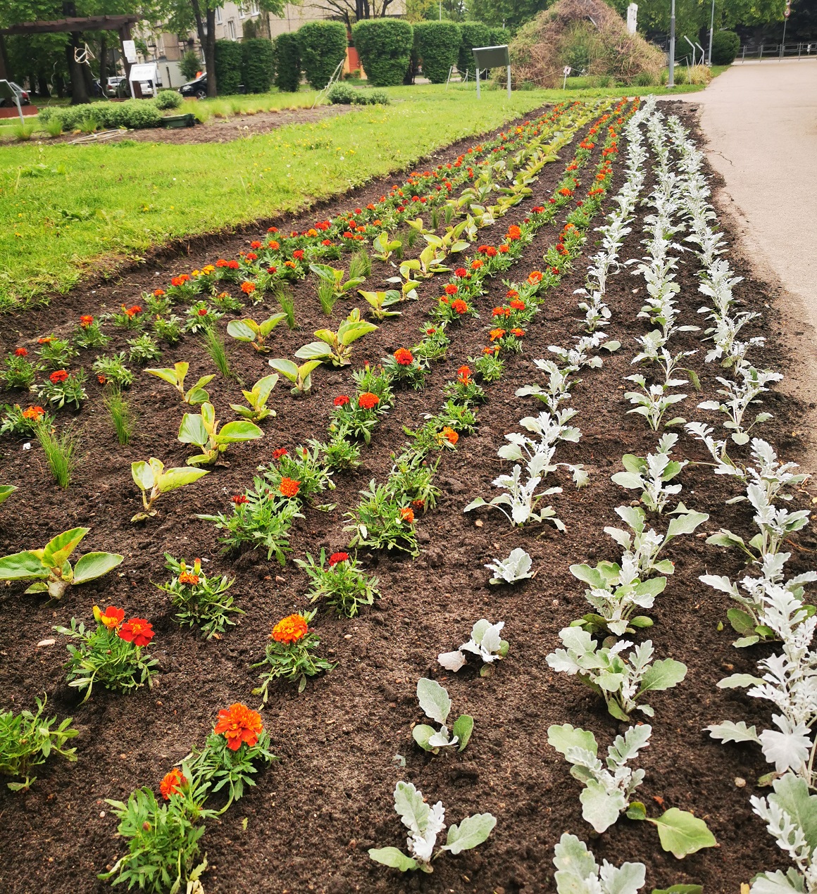 Puķu dobe skvērā aiz Kultūras nama
