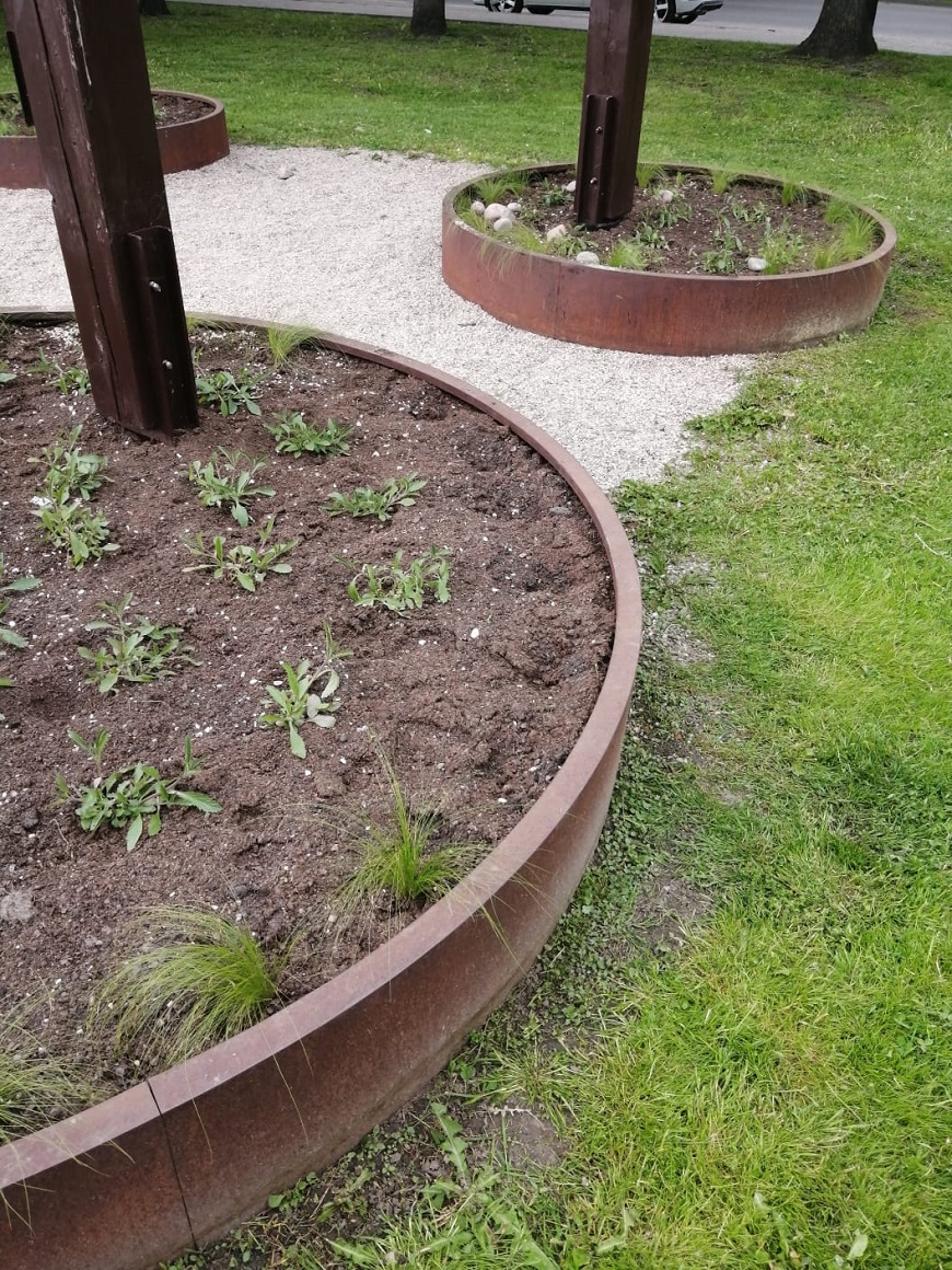 Puķu dobe skvērā aiz Kultūras nama ar izzagtiem stādiem