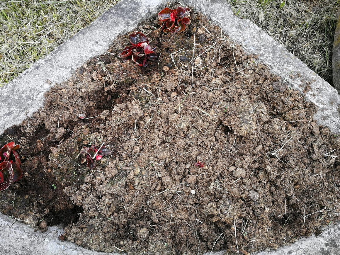 Puķu podi Draudzības ielā ar izzagtiem stādiem