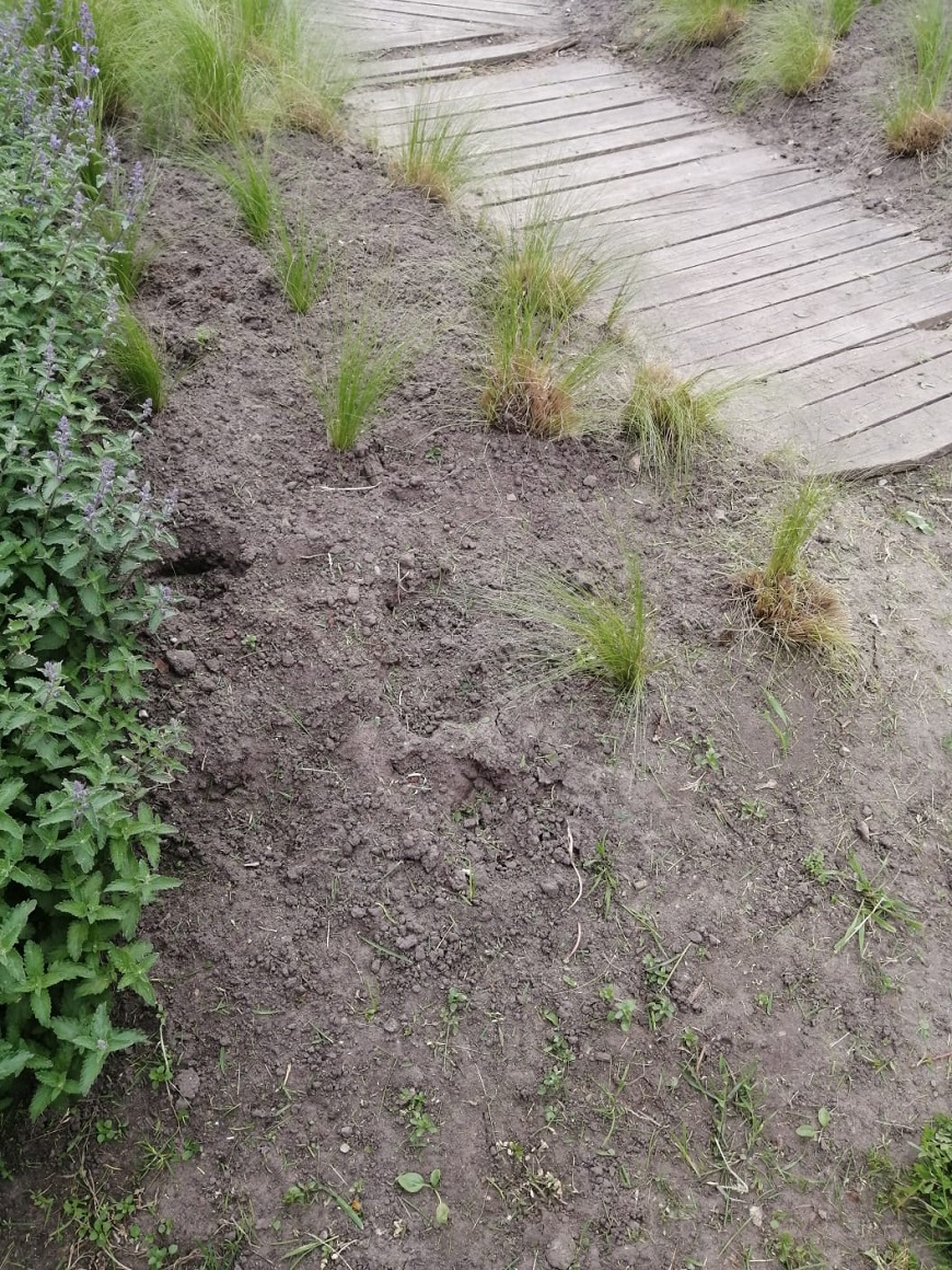 Puķu dobe skvērā aiz Kultūras nama ar izzagtiem stādiem