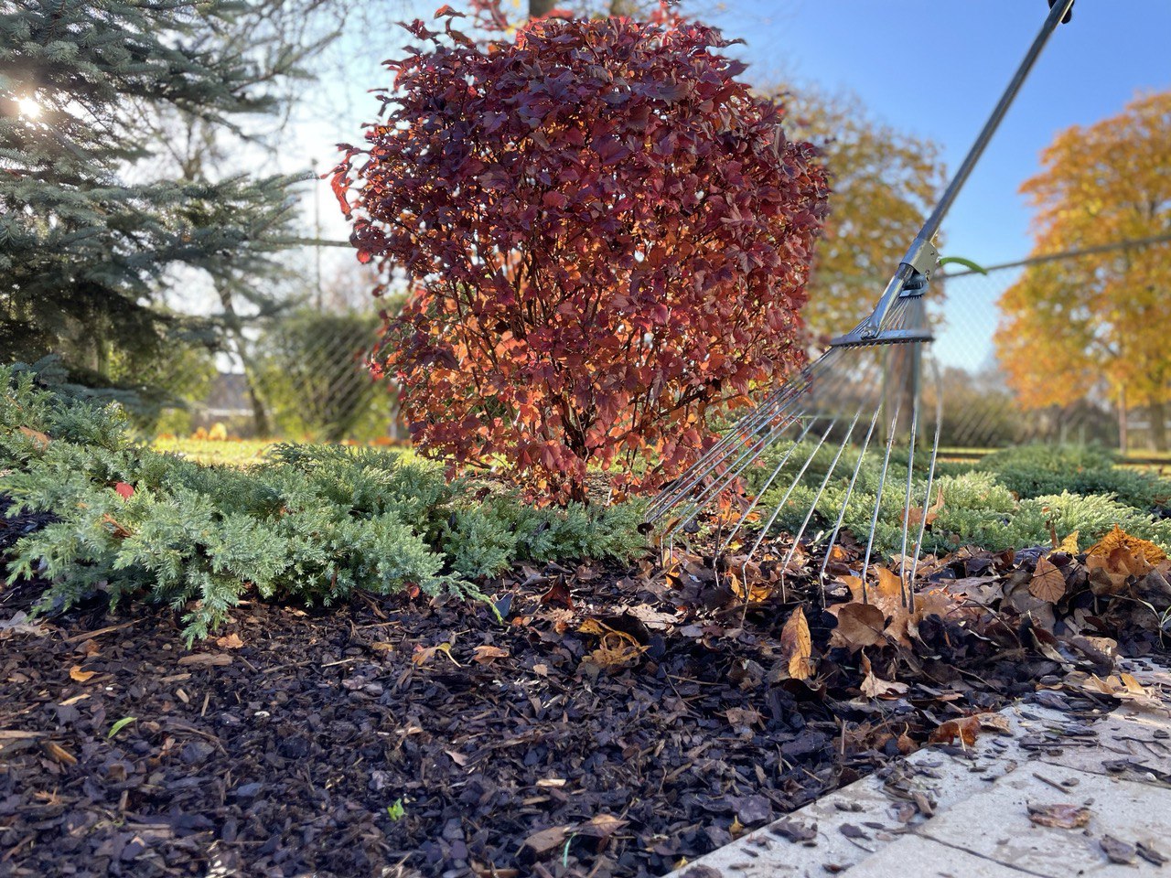 Pilsētas puķu dobju ieziemošana