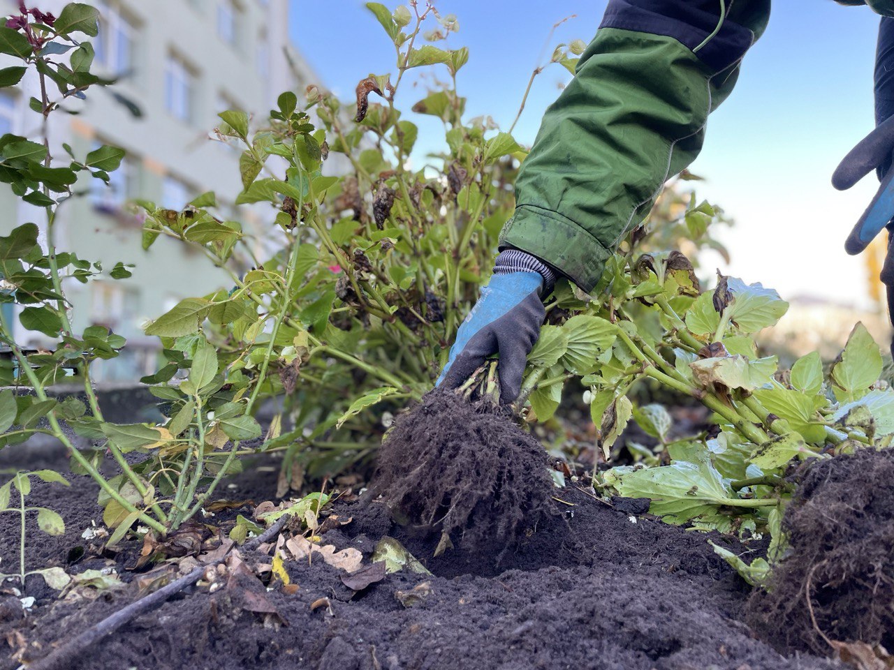 Pilsētas puķu dobju ieziemošana