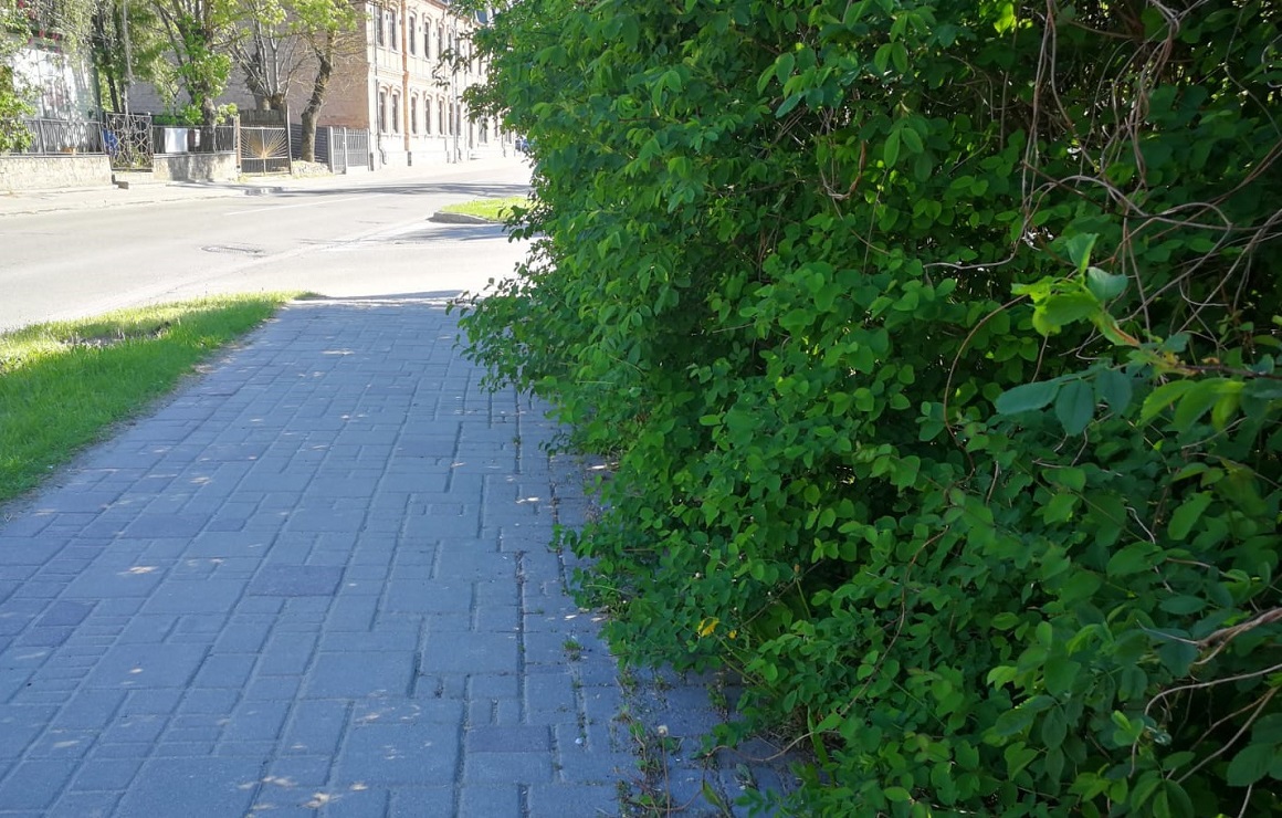 Koku un krūmu apaugums pie ietves