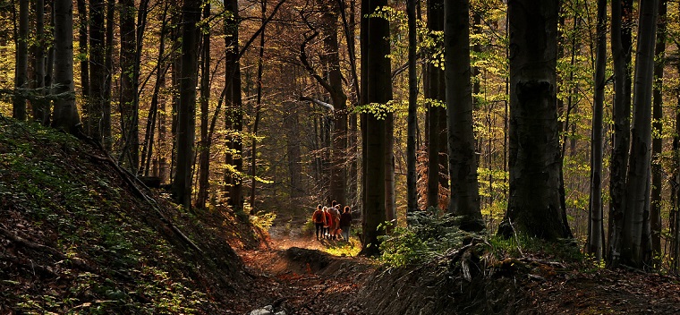 Mežs; Foto: pixaby.com