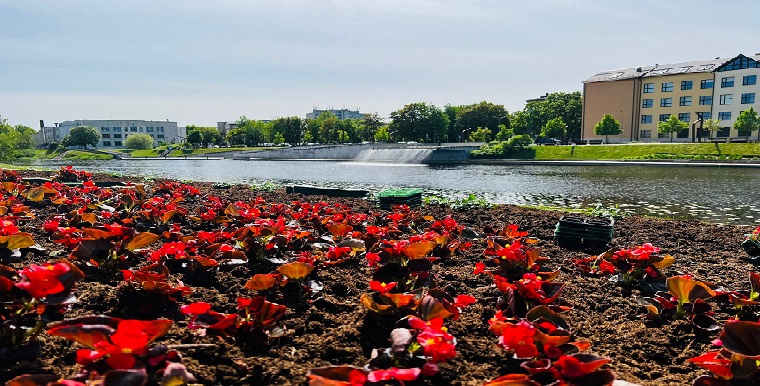 Jelgavas dobes piepilda vasaras puķes