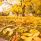 Rudens lapas Raiņa parkā