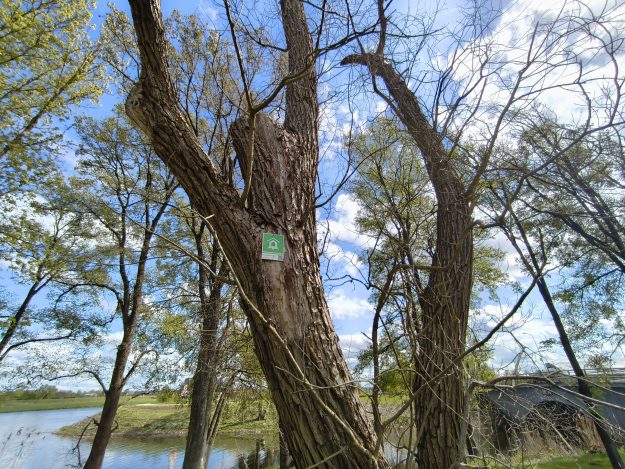 IMG_20250508_143440 Pilssalas ielas bioloģiski vērtīgs koks