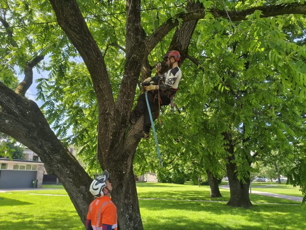 valrieksti-1 Valrieksta koks skvērā aiz kultūras nama