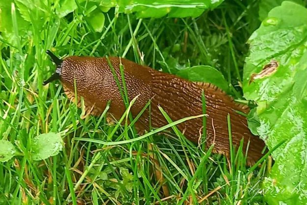 kailgliemezi Kailgliemezis; Foto: Jelgava.lv