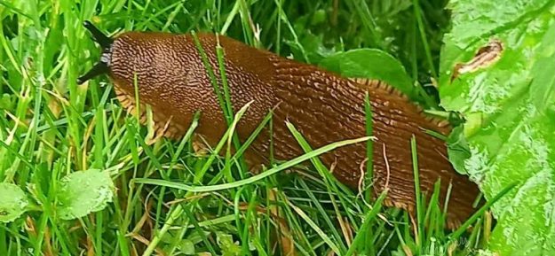 kailgliemezi_small Kailgliemezis; Foto: Jelgava.lv