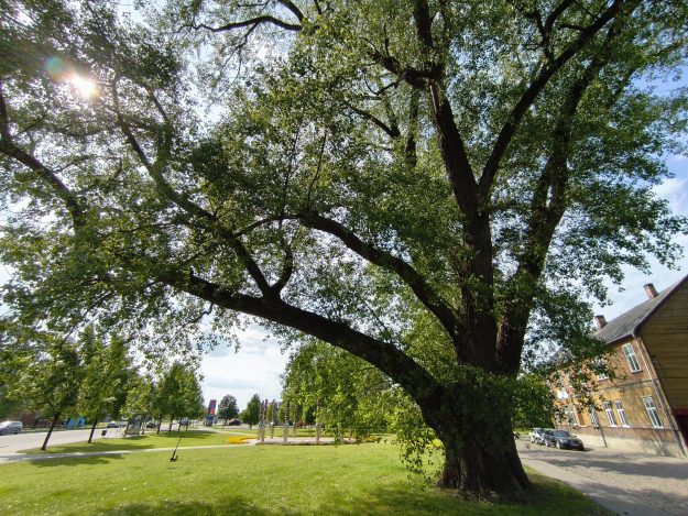 pēc2 Kanādas papele