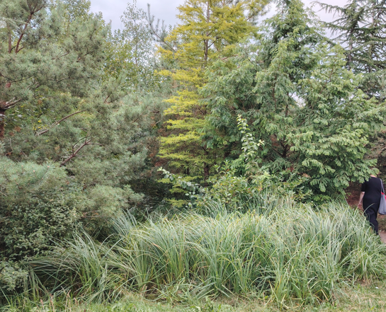 Apstādījumos izmanto dažādas koku sugas