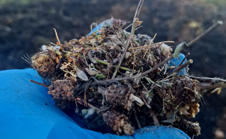 Ārstniecības augu sēklas