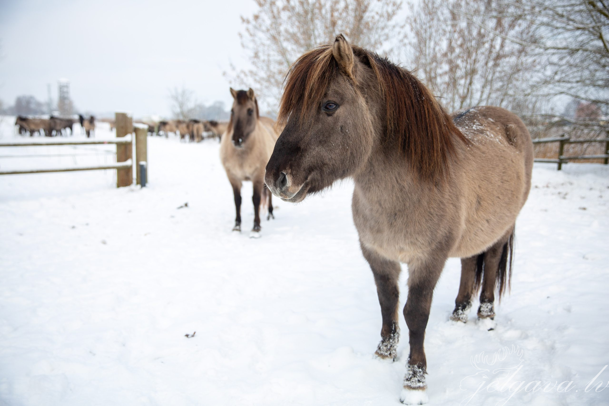 Pilssalas apmeklētāj, aizver vārtiņus, lai savvaļas zirgi nevar izkļūt no lieguma teritorijas!