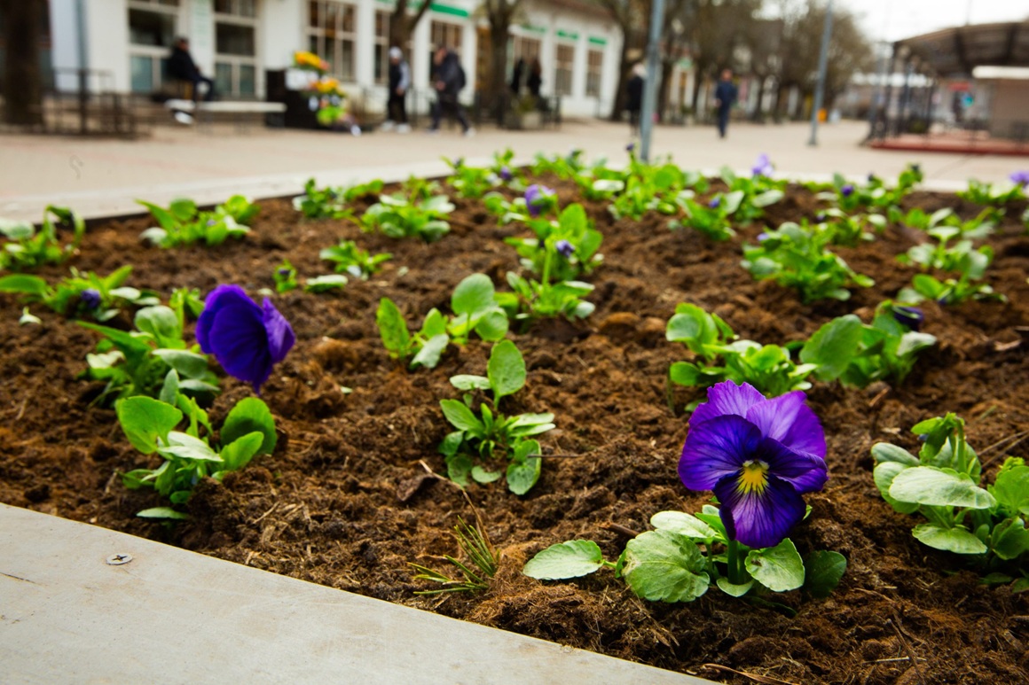 Atraitnītes Driksas ielā