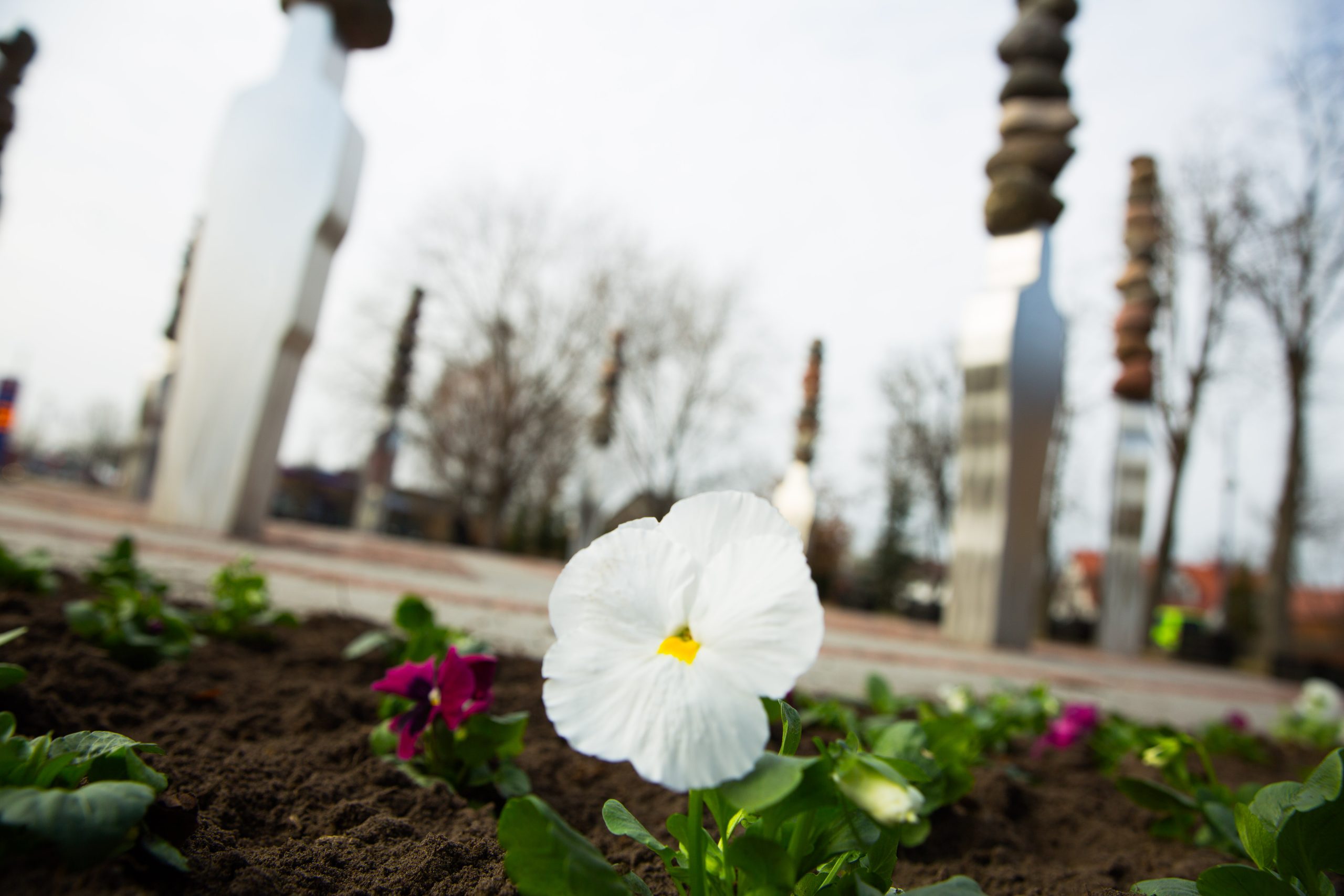 Atraitnītes vides objekta "Laika rats" dobē