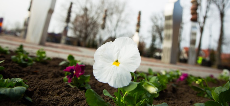 Pilsētā stāda pavasara puķes