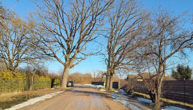 gravis_ar_ledu Lauku ceļš ar lieliem lapu kokiem abās pusēs. Ceļa malā redzama novietota automašīna, apkārt – žogi, dzīvojamās mājas un vietām sniegs un peļķes uz ceļa. Debesis ir skaidras un saulainas.