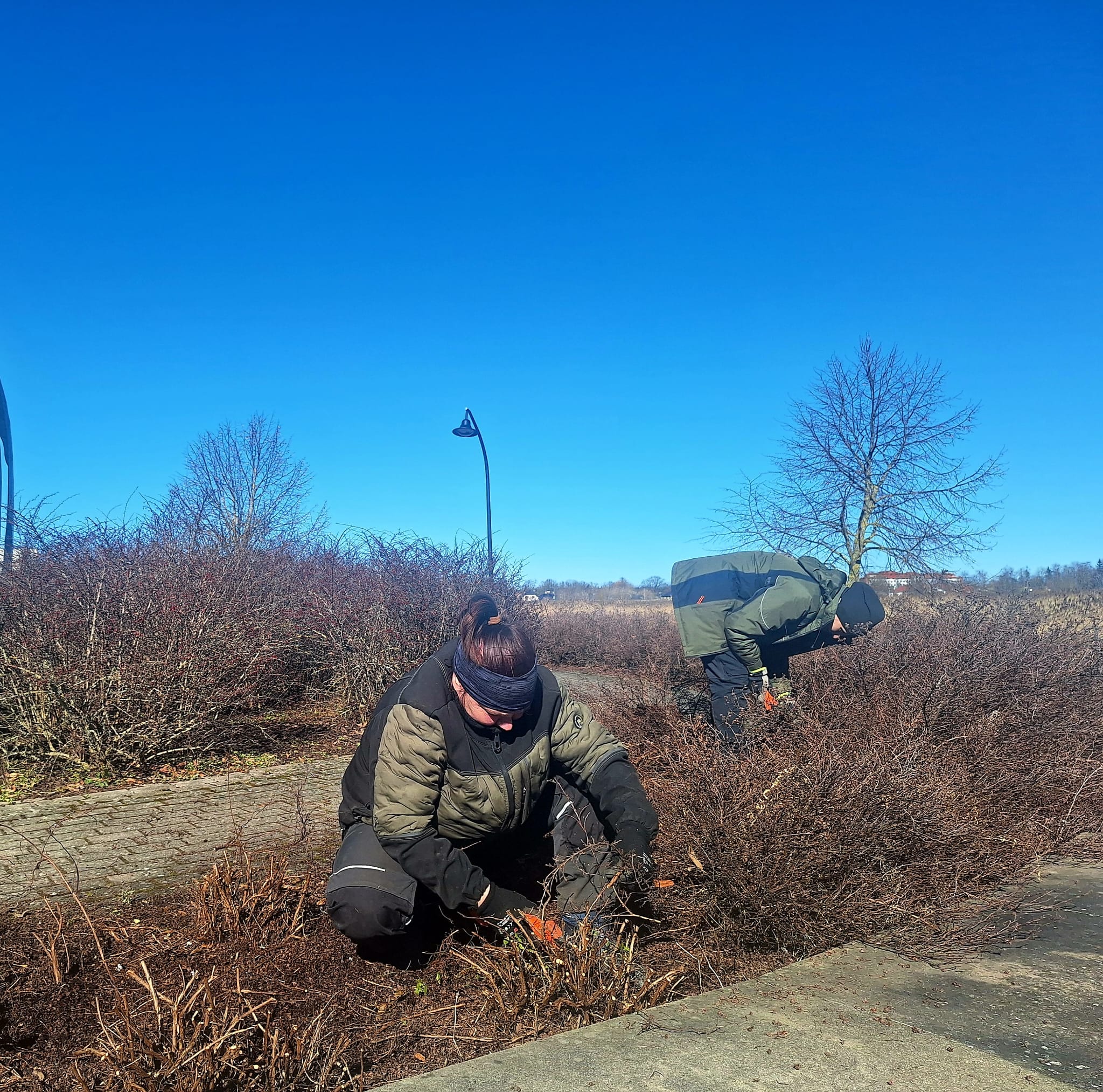 Krūmu apgriešanas darbi pilsētas apstādījumos pavasarī.”