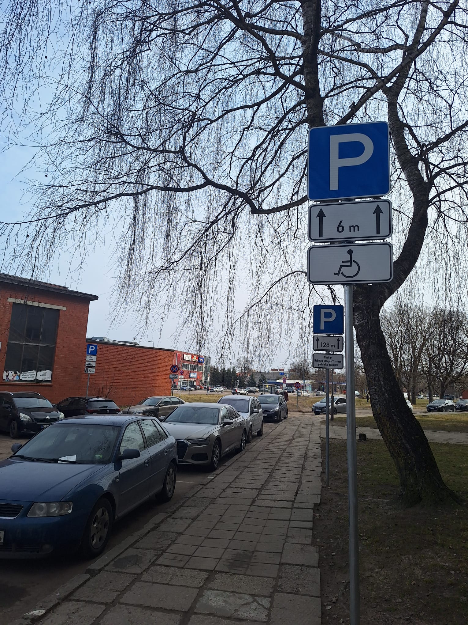 Ceļa zīme "Stāvvieta" ar papildzīmēm invalīdiem un 6m zonu. Fonā ietve, novietotas automašīnas, kaili bērza zari un sarkana mūra ēka Jelgavā.