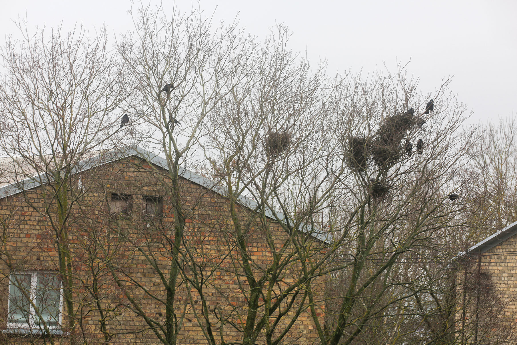 No 15. aprīļa pilsētās stājas spēkā koku ciršanas aizliegums