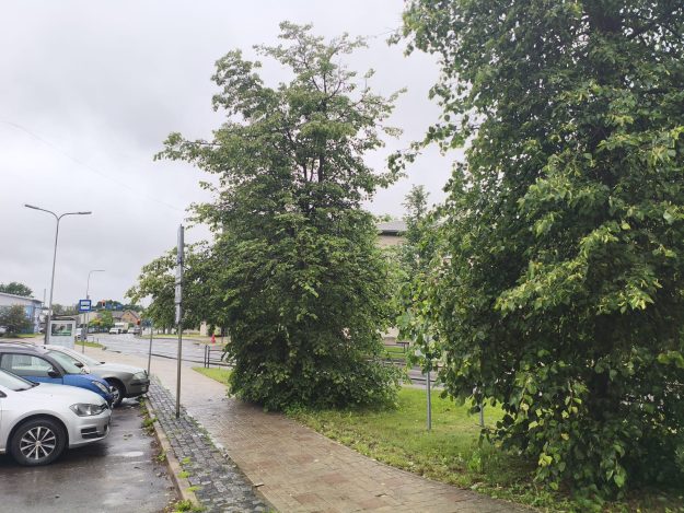 Lieli koki aizsedz gājēju ietvi blakus autostāvvietai. Fonā redzama iela un mākoņaina debess attēlā