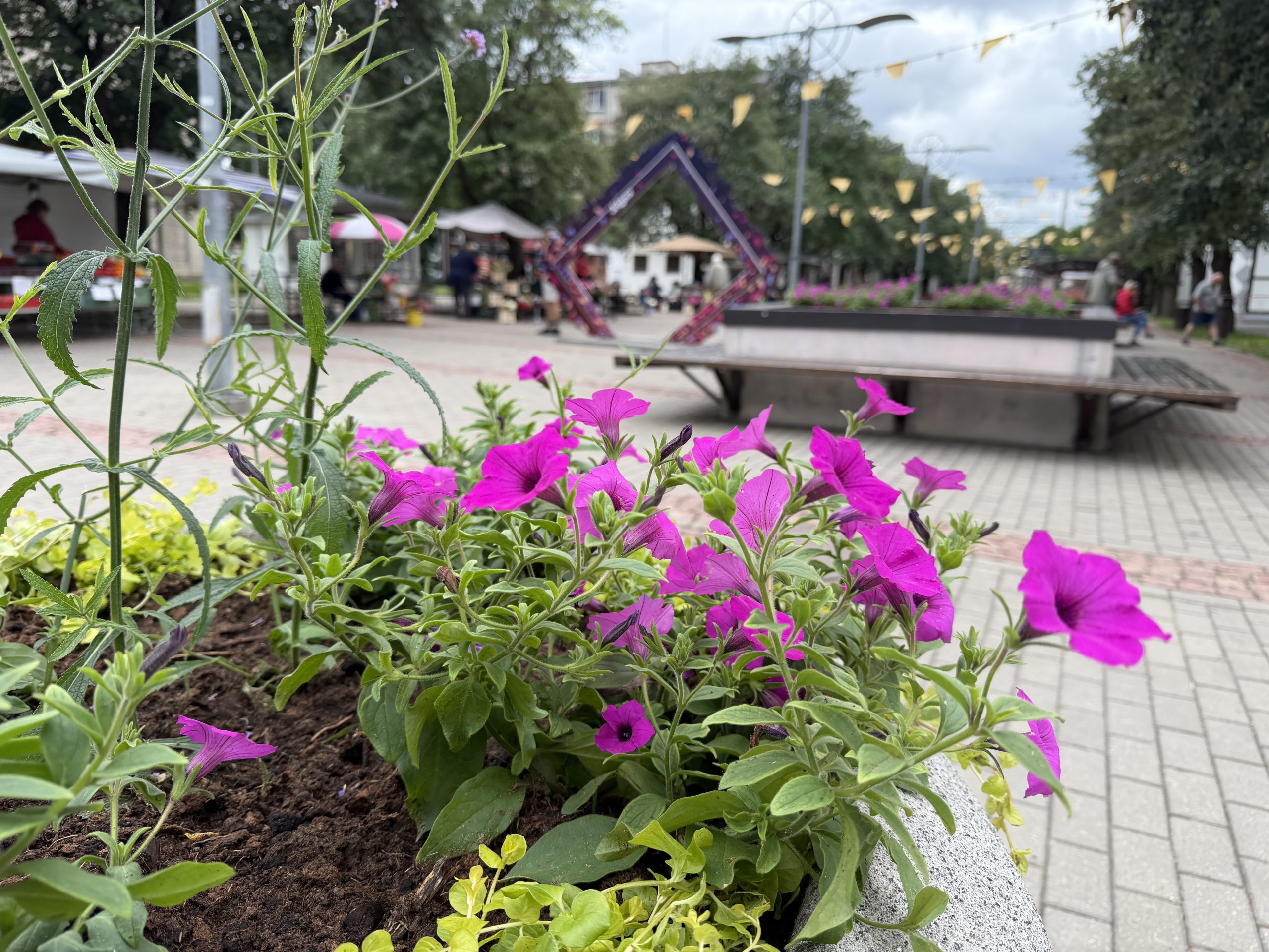 Violetas petūnijas puķu dobē priekšplānā, fonā gājēju laukums Driksas gājēju ielā.