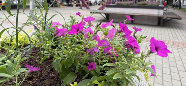 Pukse_Driksas_iela_small Violetas petūnijas puķu dobē priekšplānā, fonā gājēju laukums Driksas gājēju ielā.