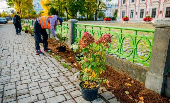 hortenzijas Gar vēsturiskā žoga malām tiek stādītas krāšņas hortenzijas.