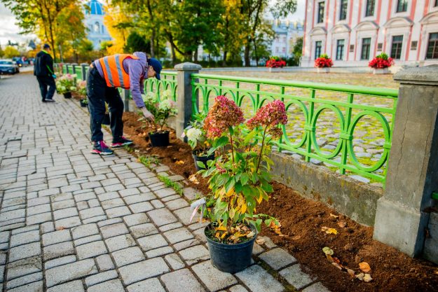 hortenzijas Gar vēsturiskā žoga malām tiek stādītas krāšņas hortenzijas.