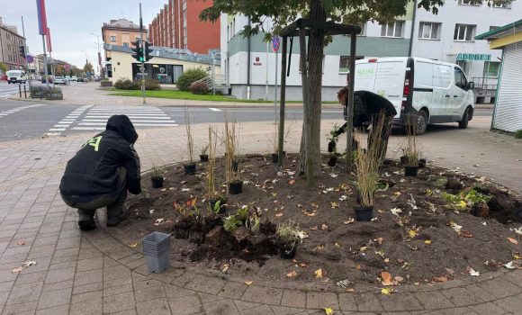 liela_iela Pilsētas ielās norit aktīvi labiekārtošanas darbi, stādot jaunus augus un dobes padarot mājīgākas ikvienam gājējam.